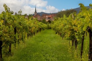 Wine village and vineyards in the Alsace region in France